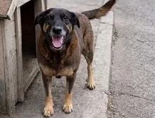 'O que adolescentes fizeram com cão Orelha acontece todas as noites em muitas casas do Brasil, ao vivo no Discord', alerta juíza Vanessa Cavalieri