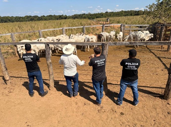 Operação integrada entre as Forças de Segurança Pública resulta na recuperação de rebanho furtado em propriedade rural em Cocalinho,MT