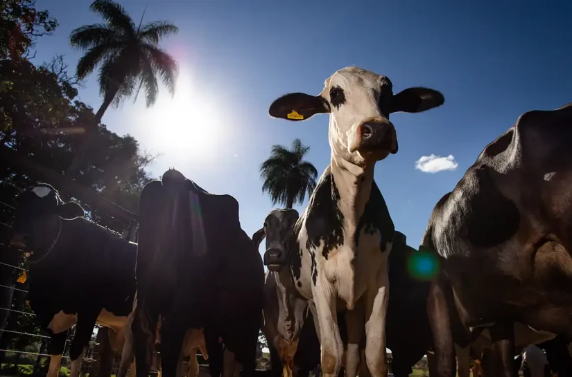 União Europeia oficializa veto à carne brasileira a partir de setembro