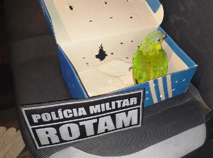 Rotam prende suspeito com revólver e animais silvestres no São Simão