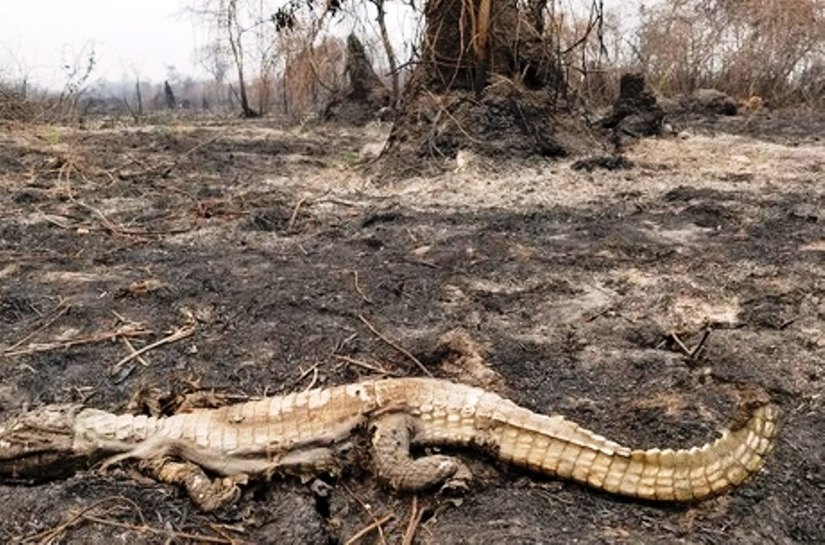 Pantanal teve 14% do bioma queimado apenas em setembro e área devastada já é recorde histórico, diz Inpe
