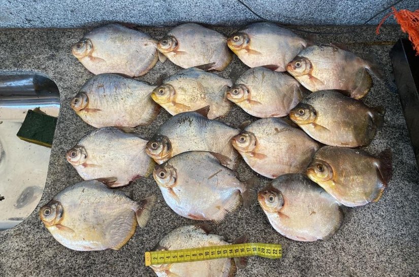 Batalhão Ambiental apreende 20 quilos de pescado irregular e aplica multa de R$ 12 mil