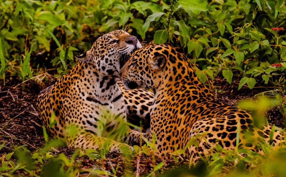 Embratur destaca Pantanal e Mato Grosso como potências do turismo brasileiro