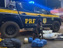 Cão farejador ajuda PRF a apreender mais de 18 kg de Skunk em ônibus interestadual em Rondonópolis, MT