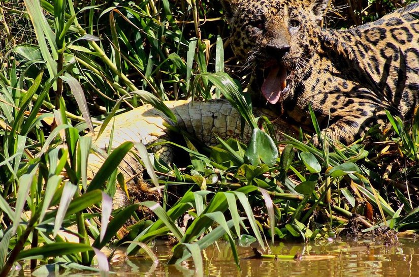 Turismo, tecnologia e 'ciência cidadã' já identificaram pelo menos 400 onças-pintadas no Pantanal