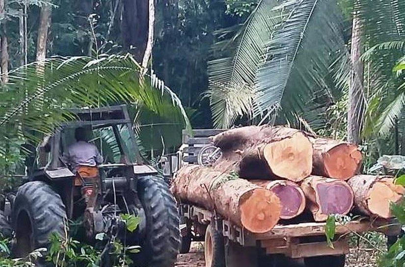Força Tática identifica extração ilegal de madeira em Rondolândia