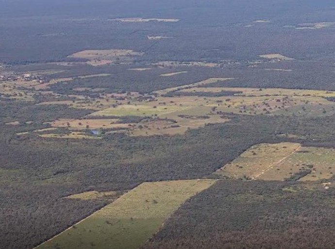 Desmatamento cai 55% na Mata Atlântica no primeiro semestre