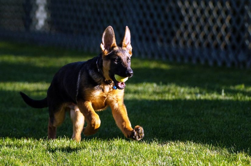 Joe Biden apresenta Commander, o novo cachorro da Casa Branca