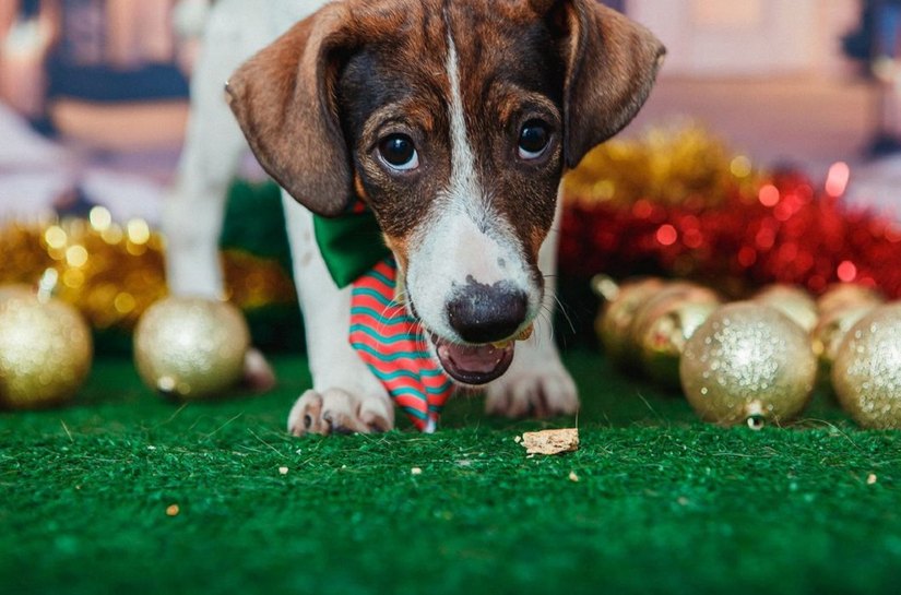 Animais de estimação viram modelos fotográficos para estimular adoção