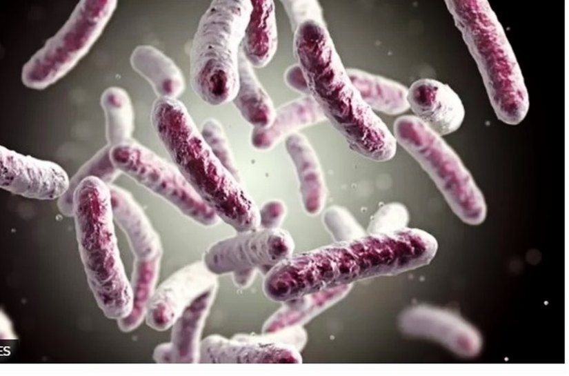 Doença dos legionários: cientistas desvendam o que está por trás de surto de 'pneumonia misteriosa' na Argentina