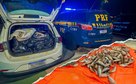 PRF apreende carga irregular de pescado e cumpre mandado de prisão em Várzea Grande