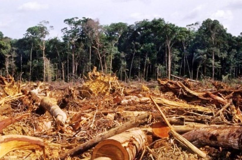 'Diminuir desmatamento requer vontade política, não financiamento', diz Noruega sobre pedido de US$ 1 bi de Salles para Amazônia