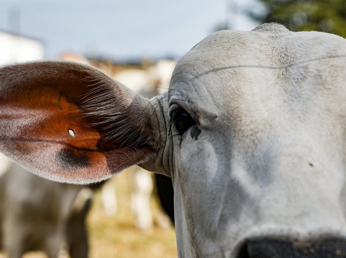 Mato Grosso tem mais de 31,5 milhões de bovinos, segundo relatório do Indea