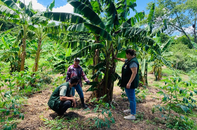 Prefeitura de VG distribui 3 mil mudas de banana maçã para agricultores familiares, em parceria com a SEAF