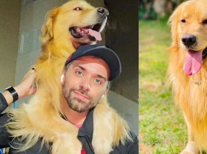 Cachorro morre após falha em transporte aéreo; pet foi levado para Ceará em vez de Mato Grosso