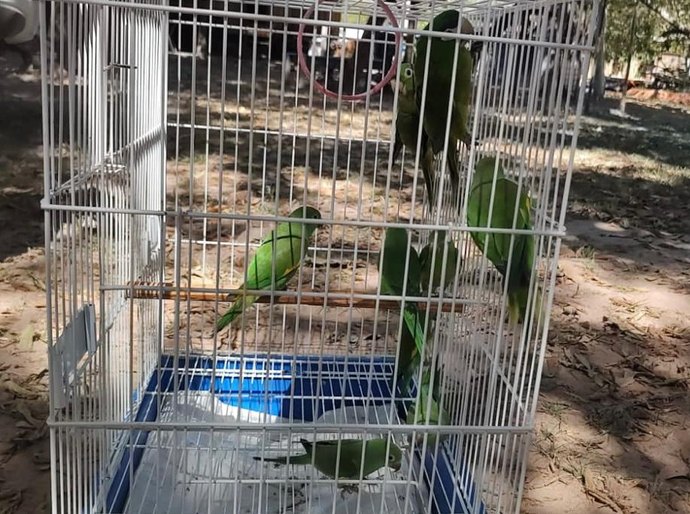 Sema solta 9 aves que estavam em reabilitação com tutora de Várzea Grande