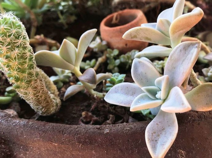 Pandemia e isolamento aumentam procura por cultivo de plantas em casa