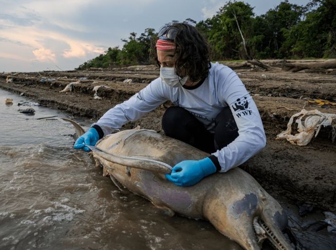 Mais de uma centena de botos mortos: as imagens que mostram o drama na seca da Amazônia