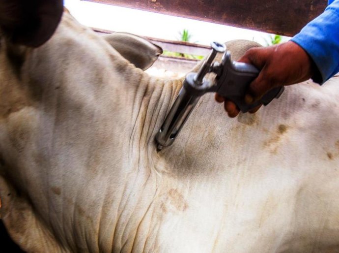 Dados finais apontam 99,8% do rebanho vacinado contra febre aftosa em MT