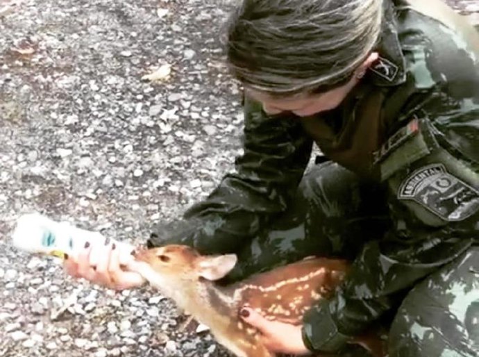 Batalhão Ambiental resgatou 371 animais e apreendeu 3,5 toneladas de pescado irregular