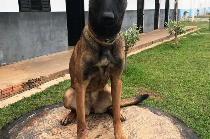 Atuação de cães farejadores coíbe entrada de entorpecentes na Penitenciária da Mata Grande