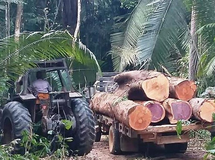 Força Tática identifica extração ilegal de madeira em Rondolândia