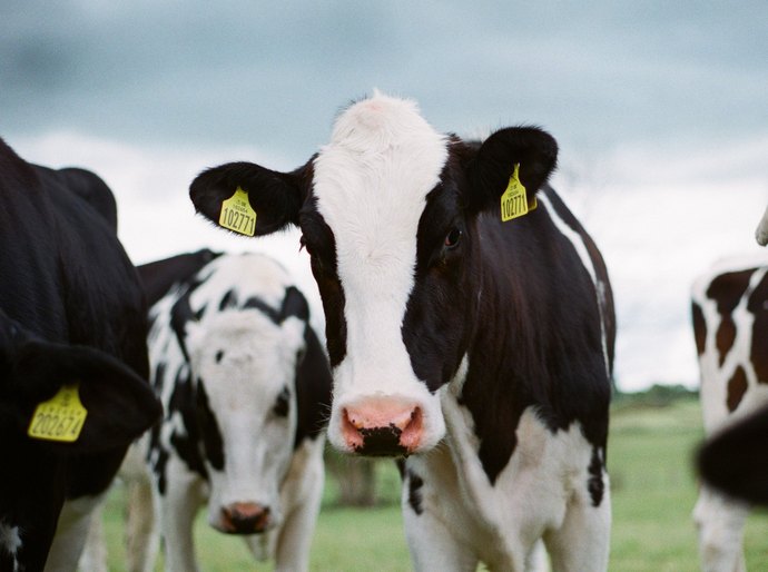 China libera entrada de US$ 1 bi em carne brasileira retida por caso de vaca louca