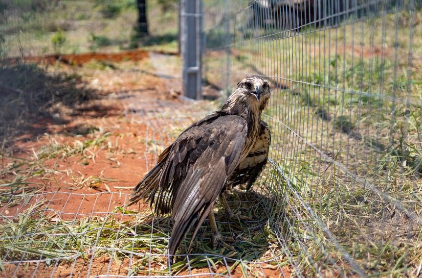 Ameaçada de extinção, águia-cinzenta é resgatada e levada ao Santuário dos Elefantes