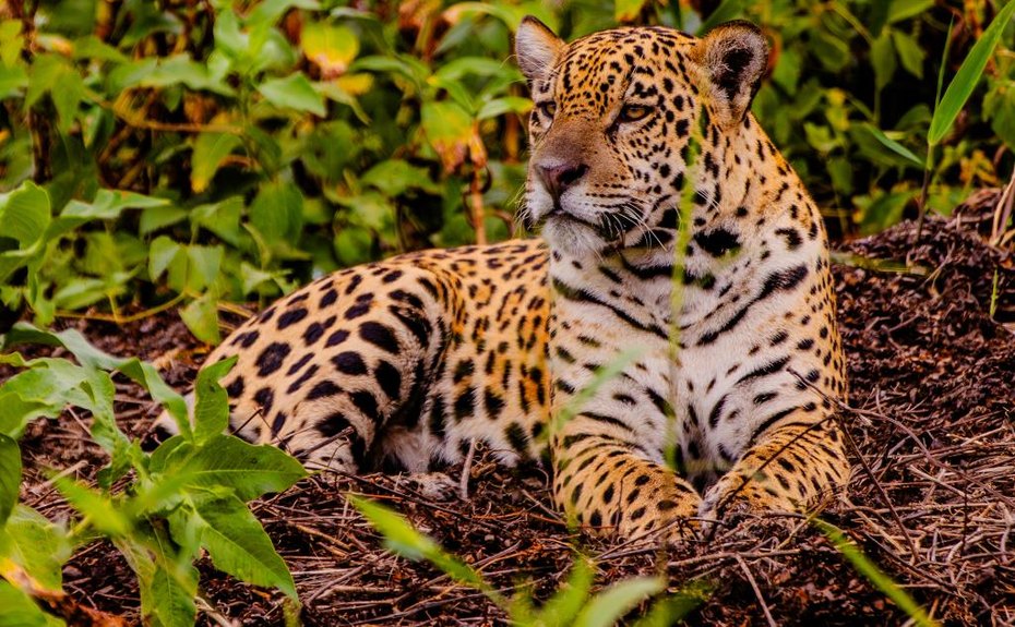 Feirão Fit Turismo oferece descontos de até 20% em viagens por Mato Grosso