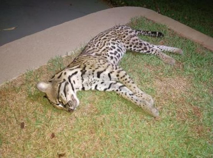 Motociclista atropela e mata jaguatirica de 2 anos próximo a ponte Sérgio Mota, em VG