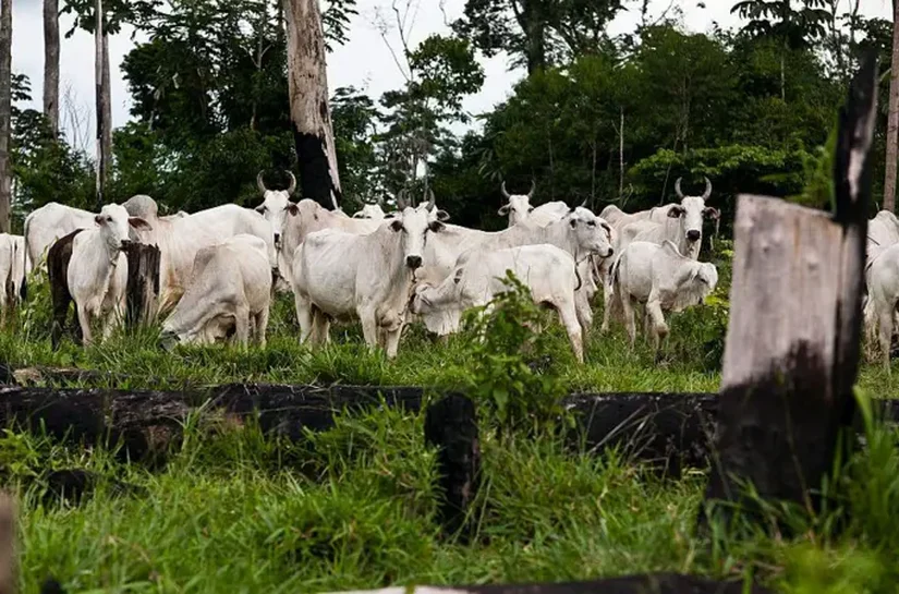 Pecuária brasileira na 'lista suja': o que EUA dizem sobre trabalho forçado no Brasil ao propor mais tarifas
