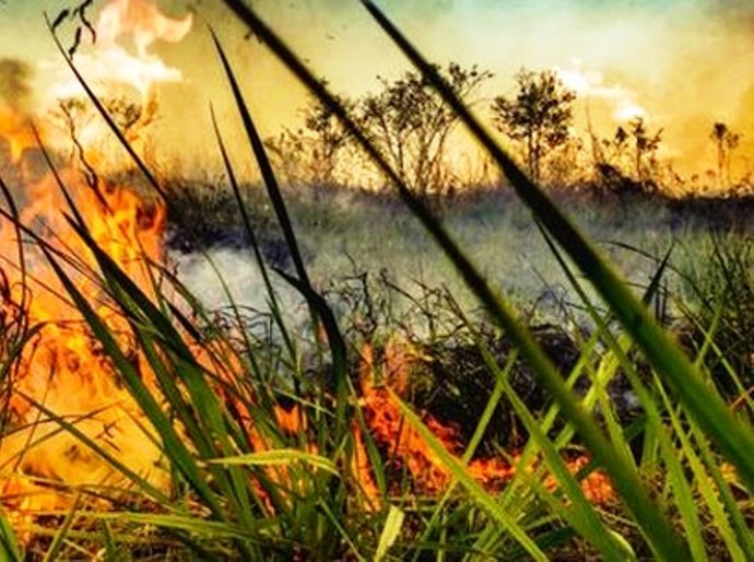 Senado reúne número mínimo de assinaturas para CPI sobre queimadas e desmonte ambiental