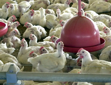 Gripe aviária: Chile e Uruguai suspendem compra de frango do Brasil