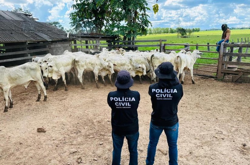 Polícia Civil recupera gado furtado e evita prejuízo de mais R$ 120 mil a pecuarista