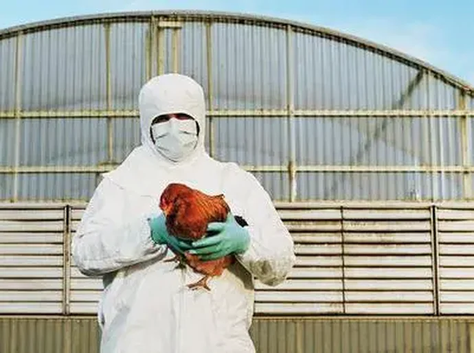 Gripe aviária: quais os sintomas em humanos e o risco de levar à morte