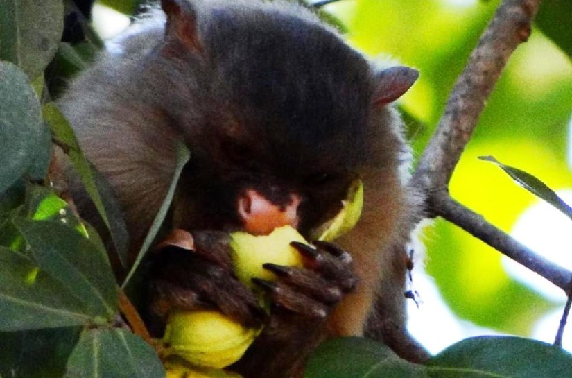 Herpes transmitida por humanos causou a morte de 16 macacos no Parque Mãe Bonifácia, em Cuiabá