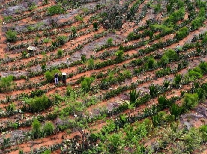 Agricultores transformam deserto em floresta no Semiárido