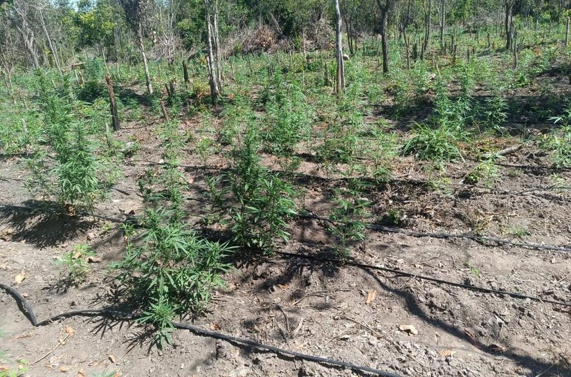 PM desarticula a 70ª invasão de terra e apreende plantação com 5 mil pés de maconha em Luciara