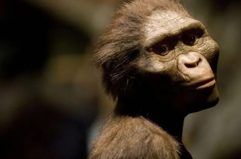 Como era Lucy, o fóssil descoberto há 50 anos que reescreveu a história da evolução humana