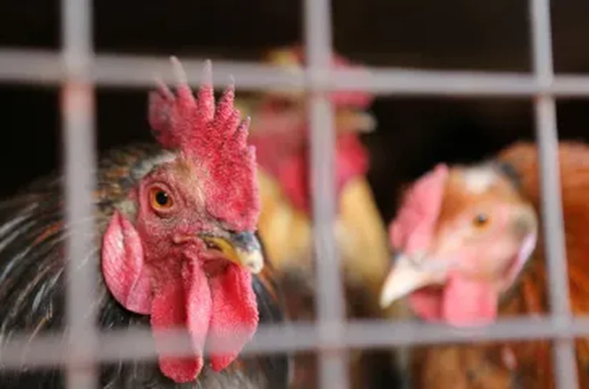 Gripe aviária: trabalhador de granja no RS é isolado por possível infecção