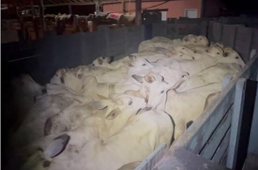 PM impede furto de gado em zona rural de Barra do Garças e prende suspeitos