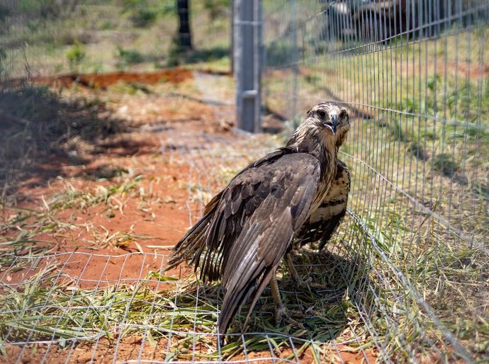 Ameaçada de extinção, águia-cinzenta é resgatada e levada ao Santuário dos Elefantes