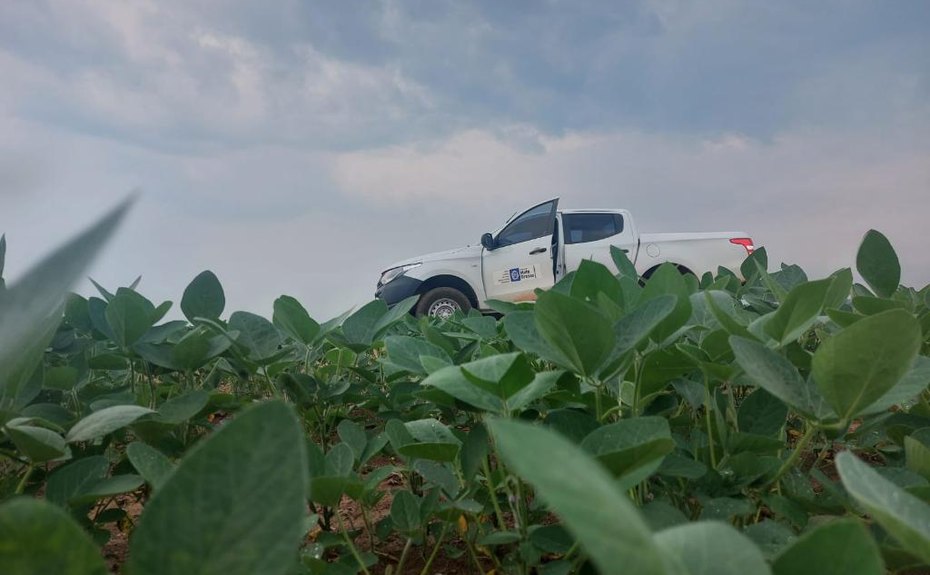 Vazio sanitário da soja já está em vigência em Mato Grosso