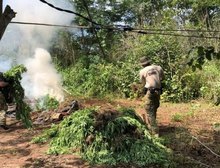 PF destrói 7 mil pés de maconha em operação contra o plantio ilegal em terras indígenas no MA