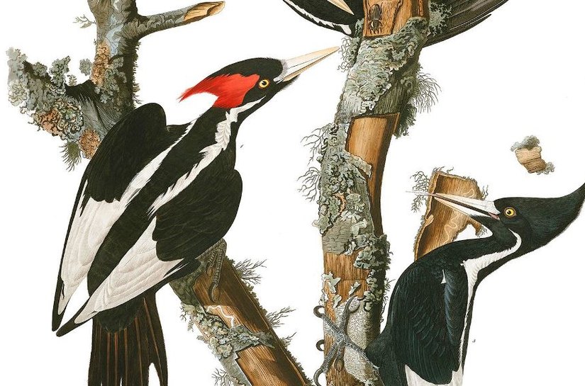 Termina o mistério do pica-pau que inspirou o desenho animado: extinto com outras 23 espécies