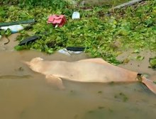 Clima extremo: seca severa causou morte de botos e transformou rio em lama no Amazonas
