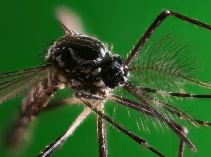 A corrida 'urgente' para encontrar remédios efetivos contra a dengue