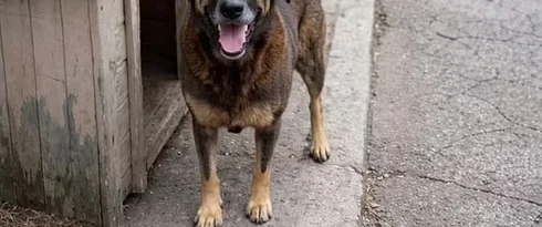 'O que adolescentes fizeram com cão Orelha acontece todas as noites em muitas casas do Brasil, ao vivo no Discord', alerta juíza Vanessa Cavalieri