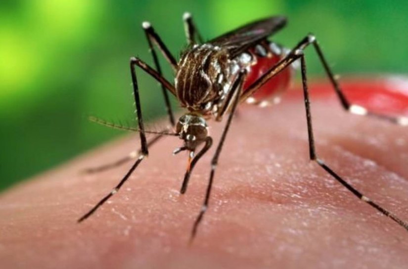 Primeira morte por chikungunya em MT é confirmado em 2024; paciente tinha 74 anos e era diabético