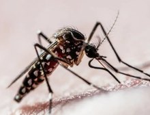 Surto de dengue nas Américas pode ser o maior da história, alerta Opas